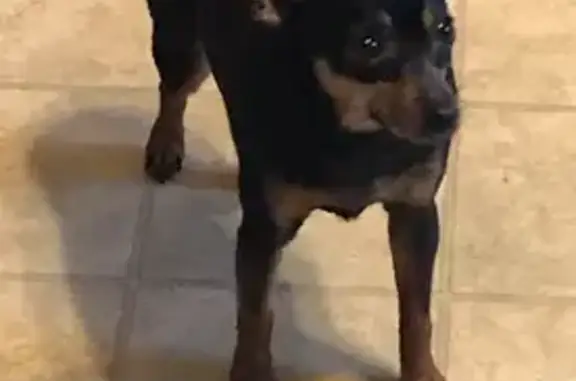 Lost Min Pin: Deaf & Poor Sight in Smithtown