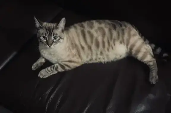 Chat perdu, Landivisiau, photo: Chatte blanche tachetée perdue à Landivisiau