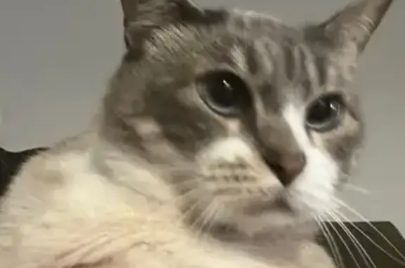 Lost pets Houston, photo: Lost Cat: White & Gray, Huge Blue Eyes