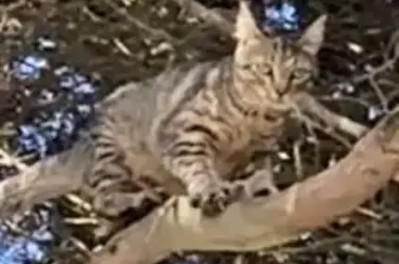 Chat perdu, , photo: Chatte Willow perdue à Arzens, Occitanie