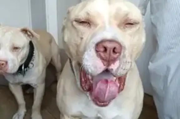 Lost Dog Trev: Large, Red Harn...