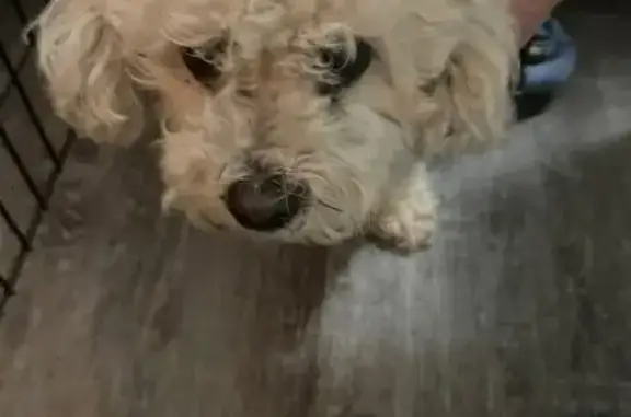 Found dog Grayslake, photo: Found: White Poodle in Grayslake Area