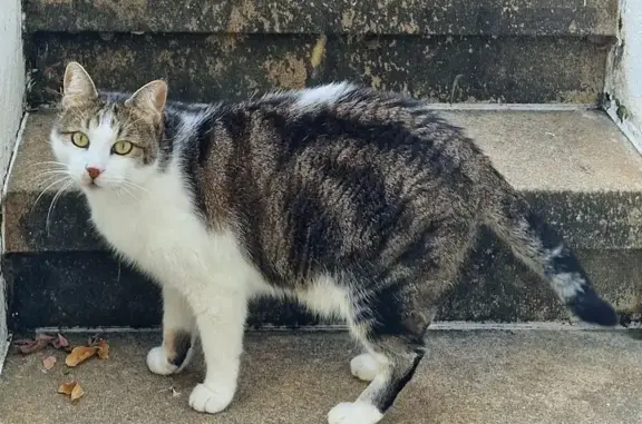 Escapado de casa el 26 por la mañana, amistoso con la gente, tiene una mancha blanca muy característica en el lomo. Gratificaré económicamente a quien lo devuelva o ayude a localizarlo