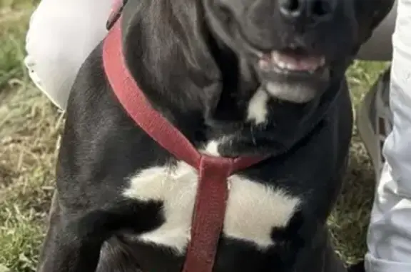 Chien perdue Montbrison, robe noire/blanche - photo