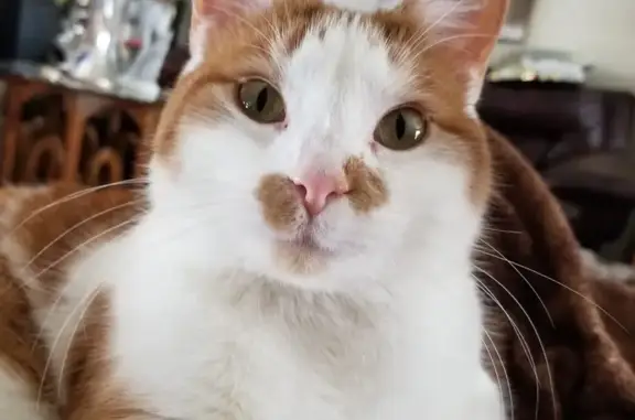 Lost pets Wausau, photo: Lost: Orange & White Cat, Wausau Area