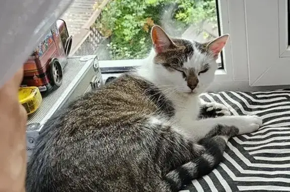 Зникла кішка на Богомольця, Луцьк