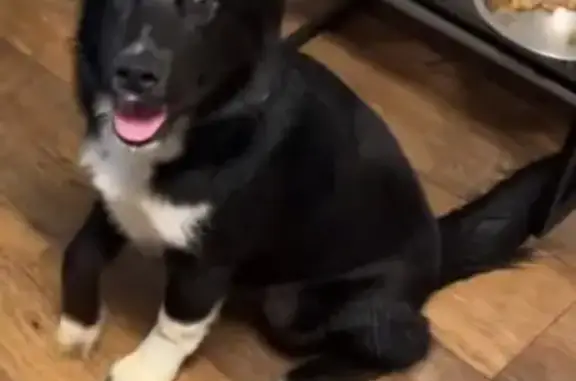 Lost Dog: Unique Eyes in Laguna Seca