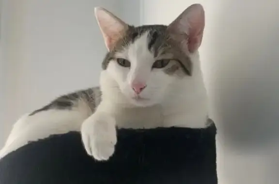 Chat perdu à Vichy : Tiron, câlin et gentil - photo