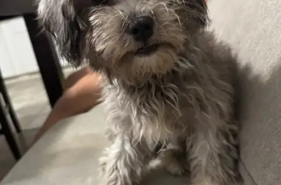 Lost Grey Dog, Pink Bow, Newark NJ