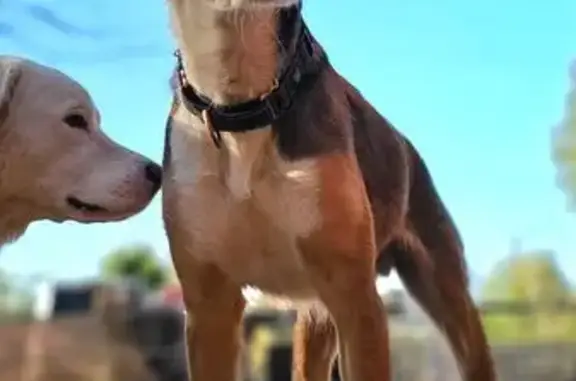 Help Find Hooligan: Lost Dog in Orlando!