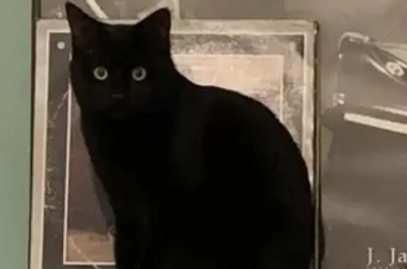 Chat noir perdu, yeux verts, Rue René Béchepay - photo