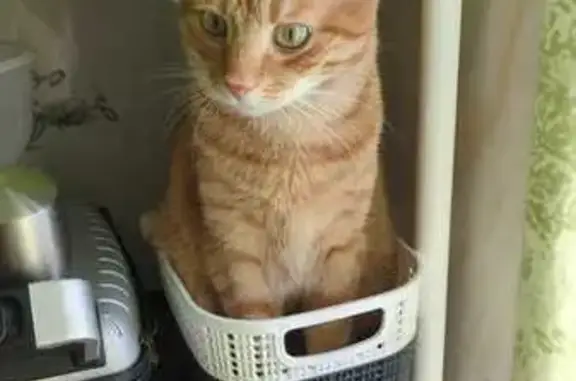 Зник рудий смугастий котик у Києві