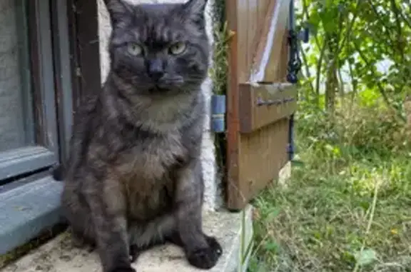 Chat perdu, , photo: Chat noir et blanc perdu à Villeroy