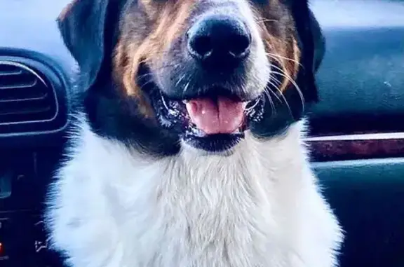 Chien perdu Rennes, photo : Chien perdu, grand, marron/blanc, Rennes