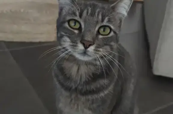 Chatte perdue : Filoute à Clarensac - photo