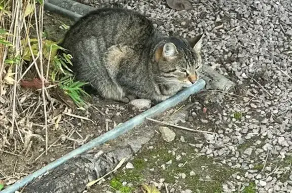 Chat perdu, Pléneuf-Val-André, photo: Chatte tigrée perdue à Pléneuf-Val-André
