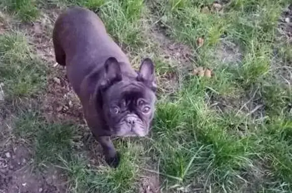 Chien perdu , photo : Bouledogue âgée perdue à Chelun