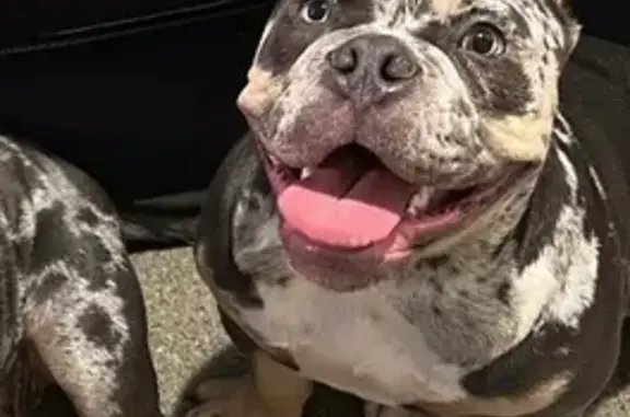 Lost pets Dallas, photo: Lost Gray Dog Merle on Gospel Drive