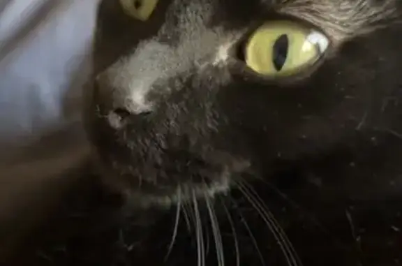 Missing Black Cat: Green Collar, Maple Grove