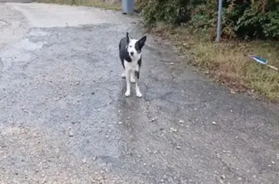 Chienne Border Collie perdue à Argelliers - photo