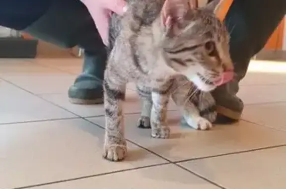 Animaux trouvés , photo: Chatte tricolore trouvée à Cesson-Sévigné