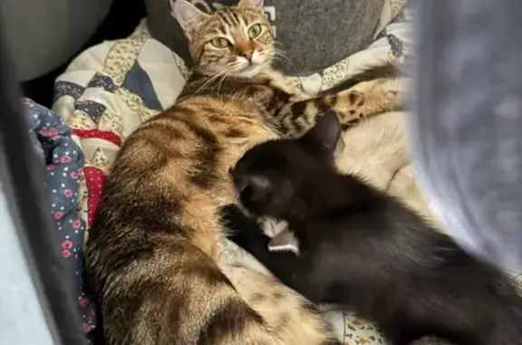 Chatte tigrée 1 an perdue à Vandœuvre - photo