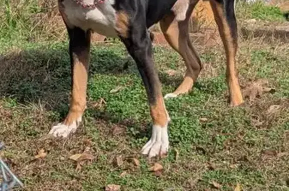 Friendly Dog Found: Marco Circle, Chattanooga
