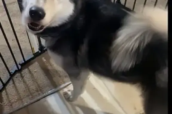 Help Find Oakley: Missing Husky in TN
