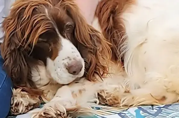 Chien perdu : Grâce, 15 ans, Courtillers - photo