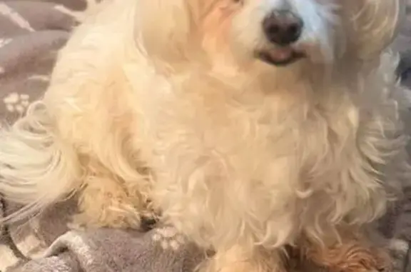 Lost pets Bridgeport, photo: Lost Dog: Toothless on Clark Street