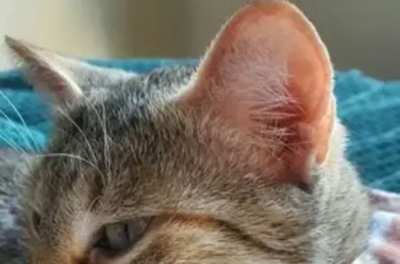 Animaux trouvés Lingolsheim, photo: Mia retrouvée grâce à votre aide !