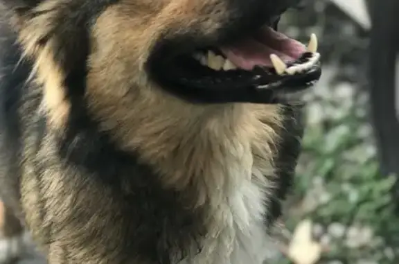 Perro Joven y Amistoso Encontr...