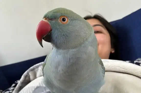 Lost Bird Nibbles: Tame & Colo...