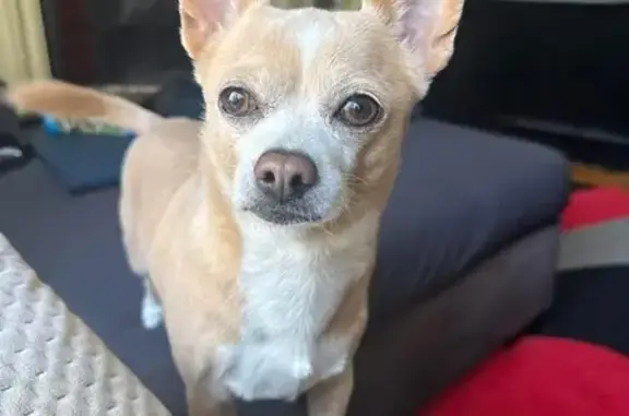 Lost pets , photo: Missing Chihuahua: Marrickville Alert