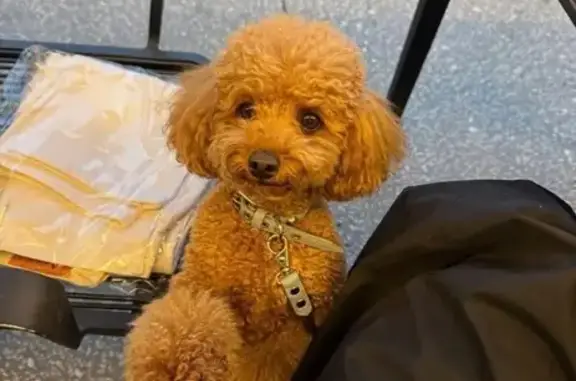 Зникла собака Пеппер: допоможіть знайти!