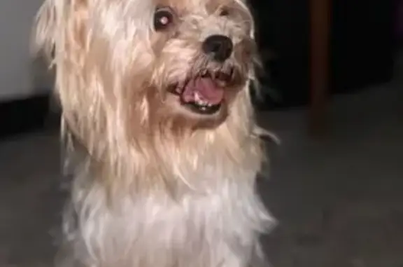 Lost Shy Dog: White & Brown in Cicero