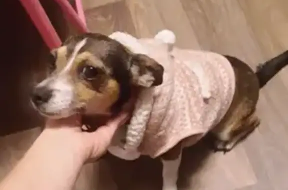 Lost: Brown Chawinni Daisy in Harrisburg