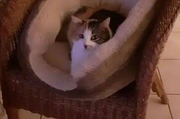 Chatte tricolore perdue à Vonnas - photo