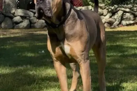 Lost Cane Corso: Brown, 130lbs, SK Road