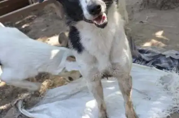 Зникла собака Аквамен: Допоможіть знайти!
