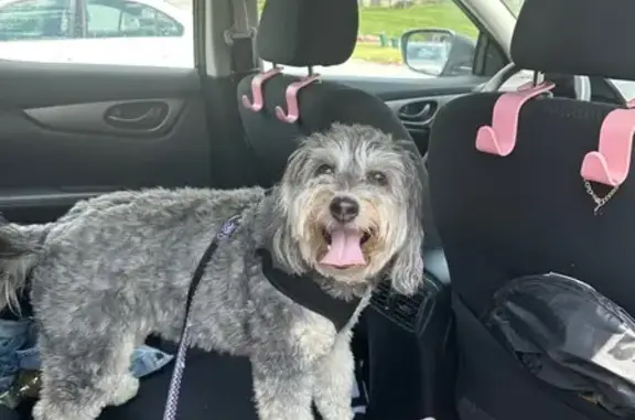 Help Find Maple Dior: Lost in Emmaus