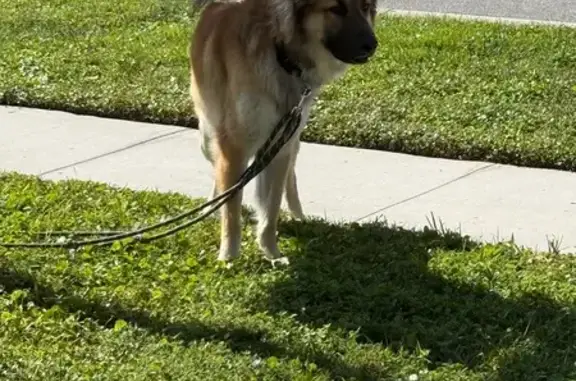 Energetic Tricolor Dog Lost in Leesburg