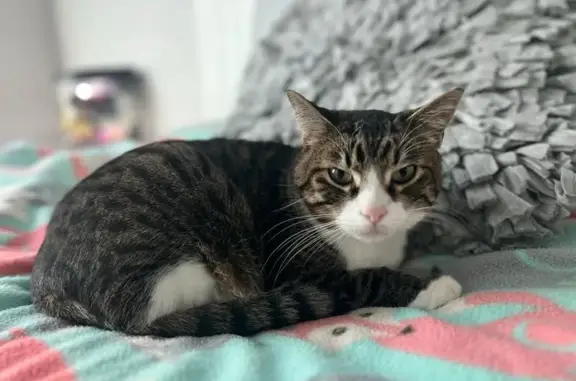 Help Find Batman: Lost Tabby in Brigham City!