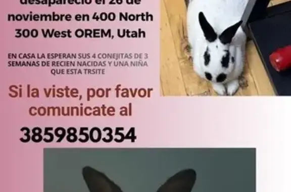 Lost pets , photo: Coneja Perdida: Ayuda Urgente en Orem, UT