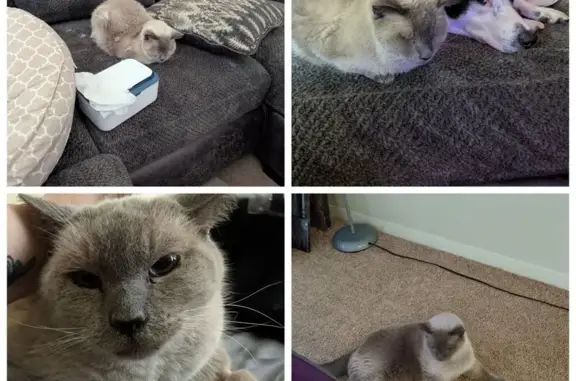 Lost 15-Year-Old Siamese Mix in Lakewood