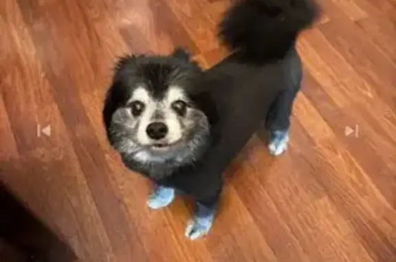 Lost pets St. Louis, photo: Lost Elderly Pomeranian on Winona Ave