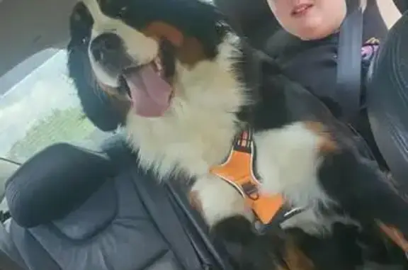 Lost pets Elgin, photo: Lost Bernese Dog: Purple Collar, Elgin