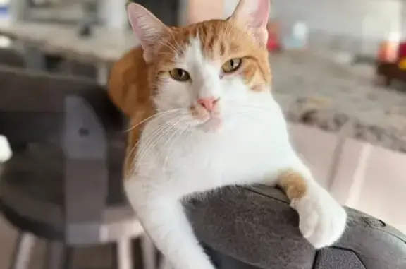 Help Find Our Missing Cats: Oscar & Batman