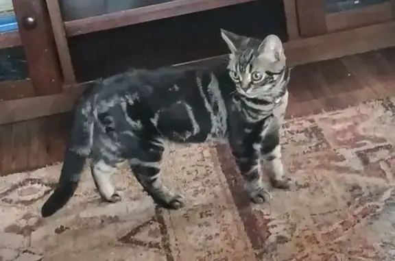 Lost pets San Antonio, photo: Lost Friendly Tabby on Old Trail St, 2533