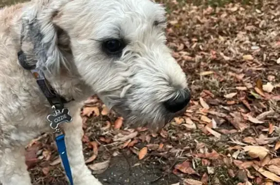 Lost Doodle Mix on Burberry Dr, Lafayette